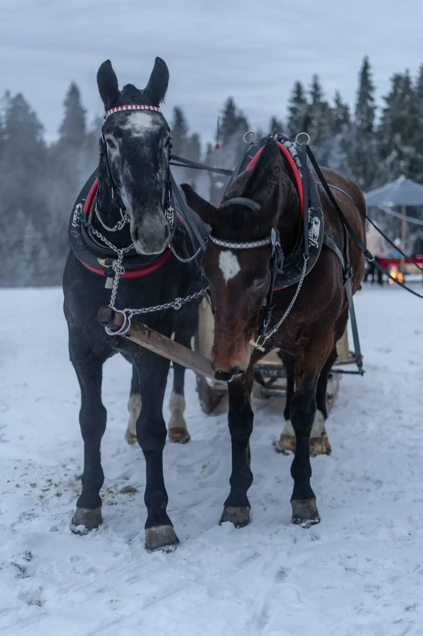 Góralski kulig konny